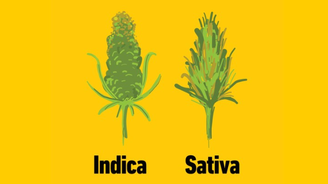 DIFFERENCE BETWEEN SATIVA AND INDICA